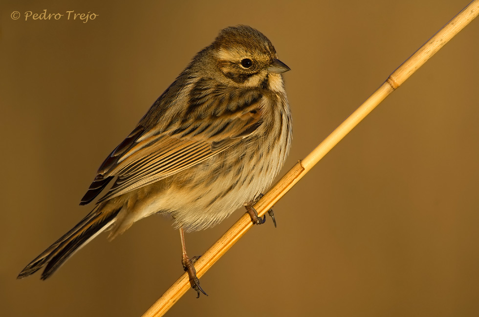 Escribano palustre (Emberiza schoeniclus)